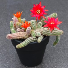 国产 白檀 开橙花红花仙人球 防辐射室内桌面多肉绿植小盆栽