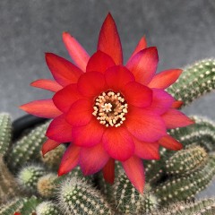 国产 白檀 开橙花红花仙人球 防辐射室内桌面多肉绿植小盆栽