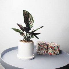 国产  双线竹芋 桌面盆栽 彩色植物 北欧简约绿植 耐阴