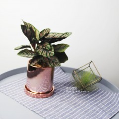 国产  双线竹芋 桌面盆栽 彩色植物 北欧简约绿植 耐阴