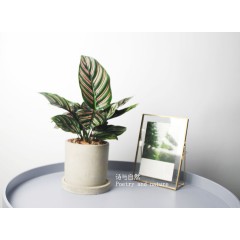 国产  双线竹芋 桌面盆栽 彩色植物 北欧简约绿植 耐阴