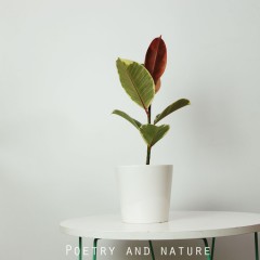 国产  大花叶橡皮树 红金刚 好养植物 办公室桌面盆栽北欧绿植