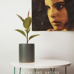 国产  大花叶橡皮树 红金刚 好养植物 办公室桌面盆栽北欧绿植