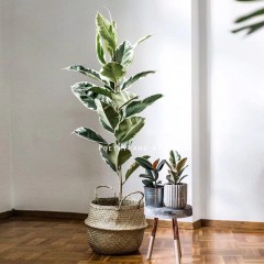 国产  大花叶橡皮树 红金刚 好养植物 办公室桌面盆栽北欧绿植