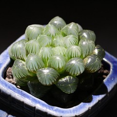 国产 姬玉露多肉植物新手好养阳台办公桌防辐射绿植花卉三只熊园艺