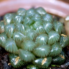 国产 姬玉露多肉植物新手好养阳台办公桌防辐射绿植花卉三只熊园艺