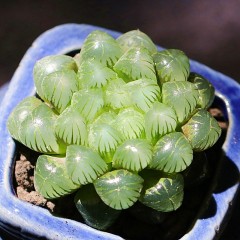 国产 姬玉露多肉植物新手好养阳台办公桌防辐射绿植花卉三只熊园艺