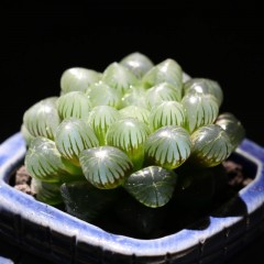 国产 姬玉露多肉植物新手好养阳台办公桌防辐射绿植花卉三只熊园艺