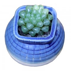 国产 姬玉露多肉植物新手好养阳台办公桌防辐射绿植花卉三只熊园艺