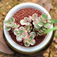 国产 多肉植物盆栽 雅乐之舞 办公室内防辐射创意绿植小盆栽迷你微景观