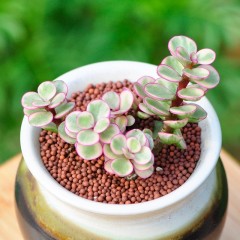 国产 多肉植物盆栽 雅乐之舞 办公室内防辐射创意绿植小盆栽迷你微景观