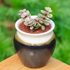 国产 多肉植物盆栽 雅乐之舞 办公室内防辐射创意绿植小盆栽迷你微景观