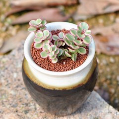 国产 多肉植物盆栽 雅乐之舞 办公室内防辐射创意绿植小盆栽迷你微景观