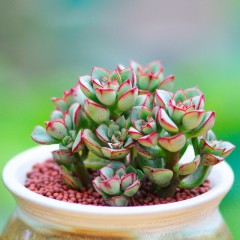 国产 多肉植物盆栽酥皮鸭 多肉 肉肉植物多头小老桩办公室内小盆栽绿植