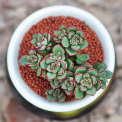 国产 多肉植物盆栽酥皮鸭 多肉 肉肉植物多头小老桩办公室内小盆栽绿植