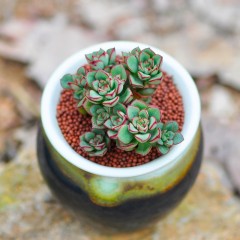 国产 多肉植物盆栽酥皮鸭 多肉 肉肉植物多头小老桩办公室内小盆栽绿植