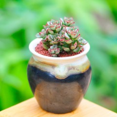 国产 多肉植物盆栽酥皮鸭 多肉 肉肉植物多头小老桩办公室内小盆栽绿植