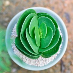 国产 多肉植物迷你盆栽金钱木室内精品小绿植观叶植物奇趣别致有观赏性