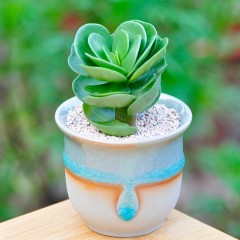 国产 多肉植物迷你盆栽金钱木室内精品小绿植观叶植物奇趣别致有观赏性