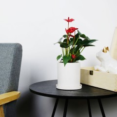 国产  红掌 开花植物 耐阴桌面盆栽 超长花期绿植花卉年宵花