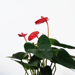 国产  红掌 开花植物 耐阴桌面盆栽 超长花期绿植花卉年宵花