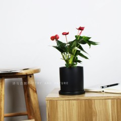 国产  红掌 开花植物 耐阴桌面盆栽 超长花期绿植花卉年宵花