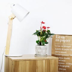 国产  红掌 开花植物 耐阴桌面盆栽 超长花期绿植花卉年宵花