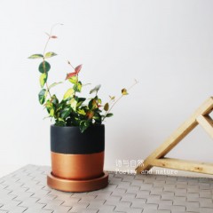 国产  藤蔓植物 金叶络石 桌面盆栽 办公室绿植彩色植物