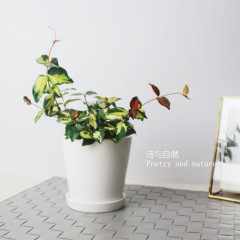 国产  藤蔓植物 金叶络石 桌面盆栽 办公室绿植彩色植物