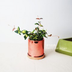 国产  藤蔓植物 金叶络石 桌面盆栽 办公室绿植彩色植物