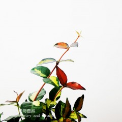 国产  藤蔓植物 金叶络石 桌面盆栽 办公室绿植彩色植物