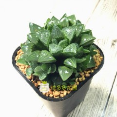 国产 姬寿多肉植物姬寿群生康氏十二卷寿办公室内防辐射盆栽花卉绿植