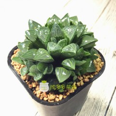 国产 姬寿多肉植物姬寿群生康氏十二卷寿办公室内防辐射盆栽花卉绿植