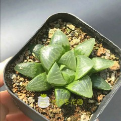 国产 姬寿多肉植物姬寿群生康氏十二卷寿办公室内防辐射盆栽花卉绿植