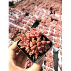 国产  迷你桌面多肉植物组合绿植花卉多肉盆栽裸根肉肉 嘉美多肉