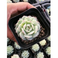 国产  迷你桌面多肉植物组合绿植花卉多肉盆栽裸根肉肉 嘉美多肉