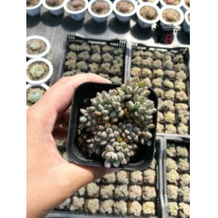 国产  迷你桌面多肉植物组合绿植花卉多肉盆栽裸根肉肉 嘉美多肉