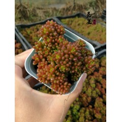 国产  迷你桌面多肉植物组合绿植花卉多肉盆栽裸根肉肉 嘉美多肉