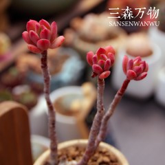 国产 红稚莲大棚直供三森万物多肉植物 防辐射绿植盆栽花卉多肉肉