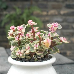 国产  精品多肉植物办公桌盆栽绿植花卉景天