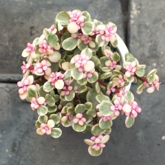 国产  精品多肉植物办公桌盆栽绿植花卉景天