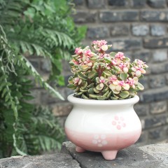 国产  精品多肉植物办公桌盆栽绿植花卉景天