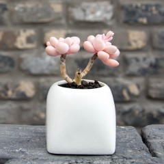 国产 小桩艾伦 精品多肉植物 办公桌迷你盆栽绿植花卉景天