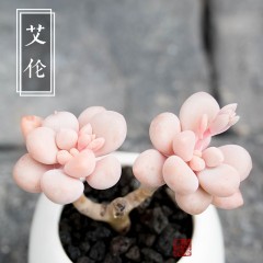 国产 小桩艾伦 精品多肉植物 办公桌迷你盆栽绿植花卉景天