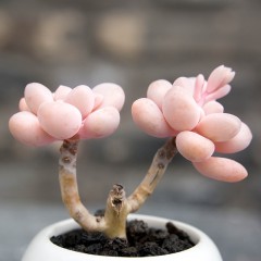 国产 小桩艾伦 精品多肉植物 办公桌迷你盆栽绿植花卉景天