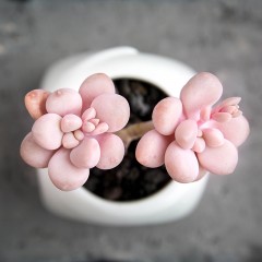 国产 小桩艾伦 精品多肉植物 办公桌迷你盆栽绿植花卉景天