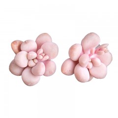 国产 小桩艾伦 精品多肉植物 办公桌迷你盆栽绿植花卉景天