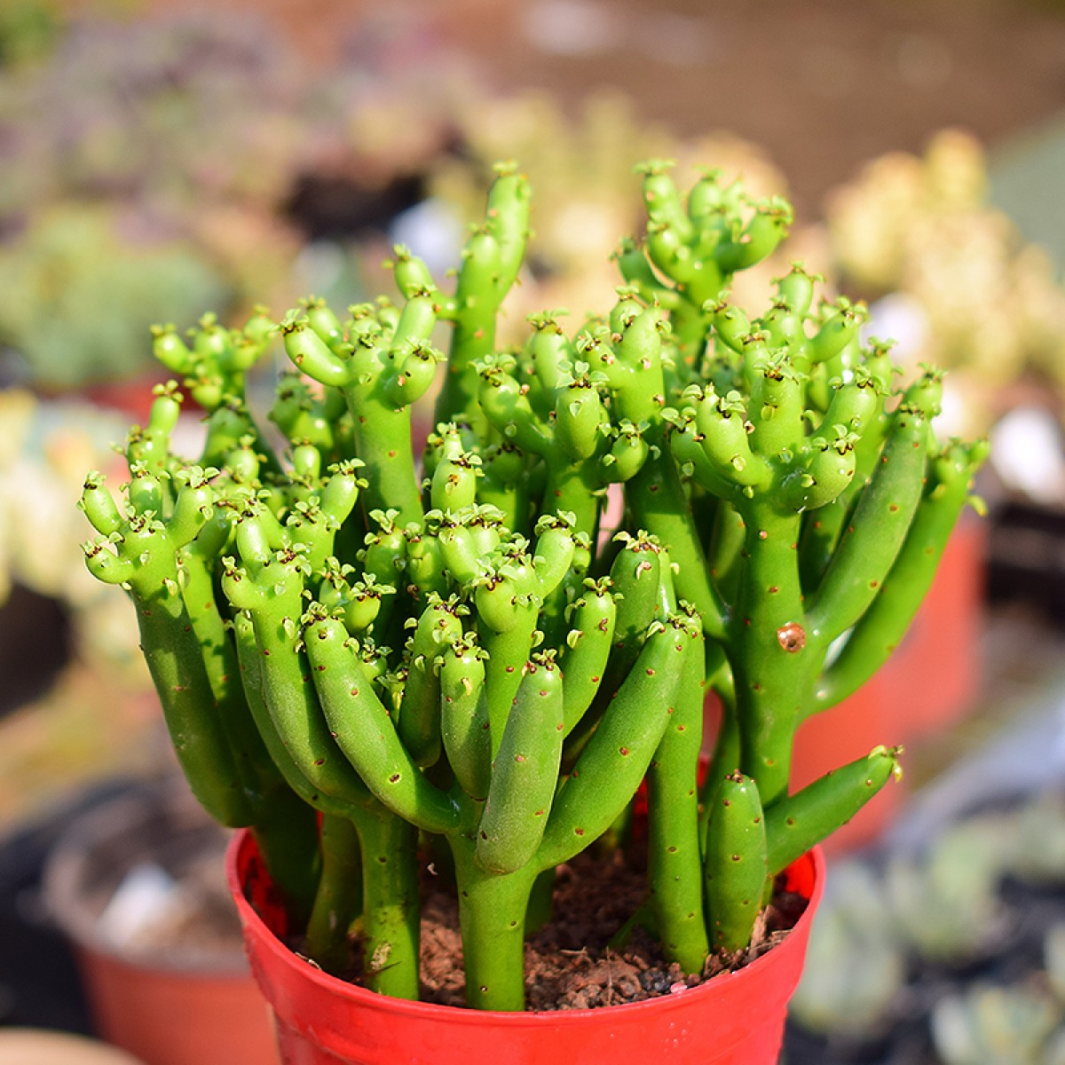 国产多肉植物光棍树青绿珊瑚神仙棒龙骨树状态好绿透