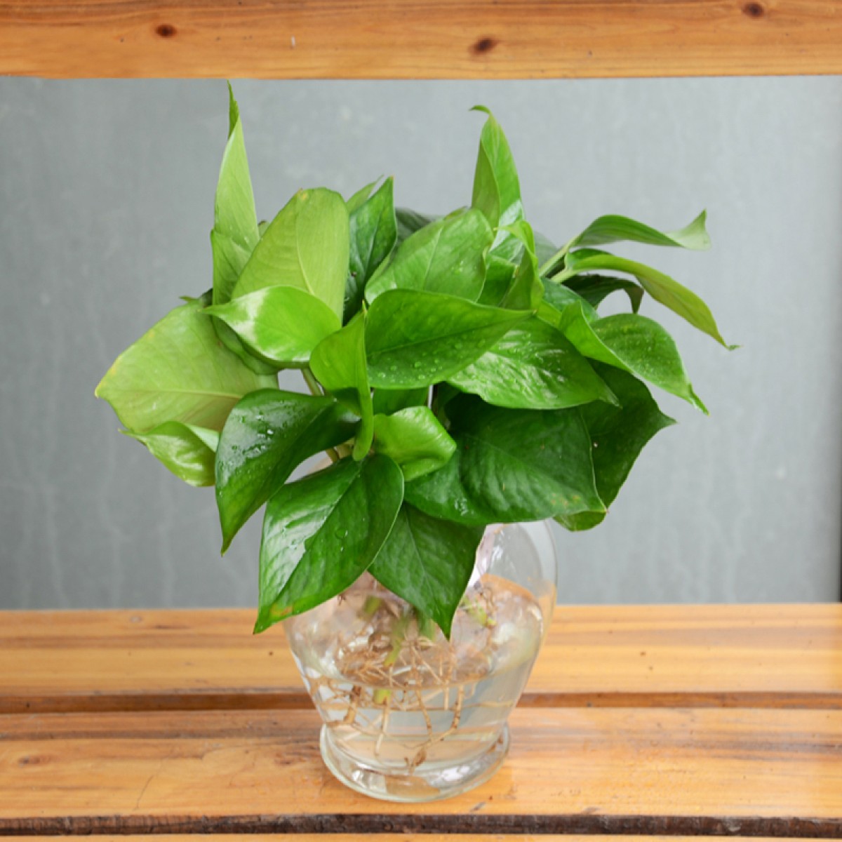 国产水培绿萝养护简单盆栽花卉绿植园艺水培植物办公桌面成都金叶子