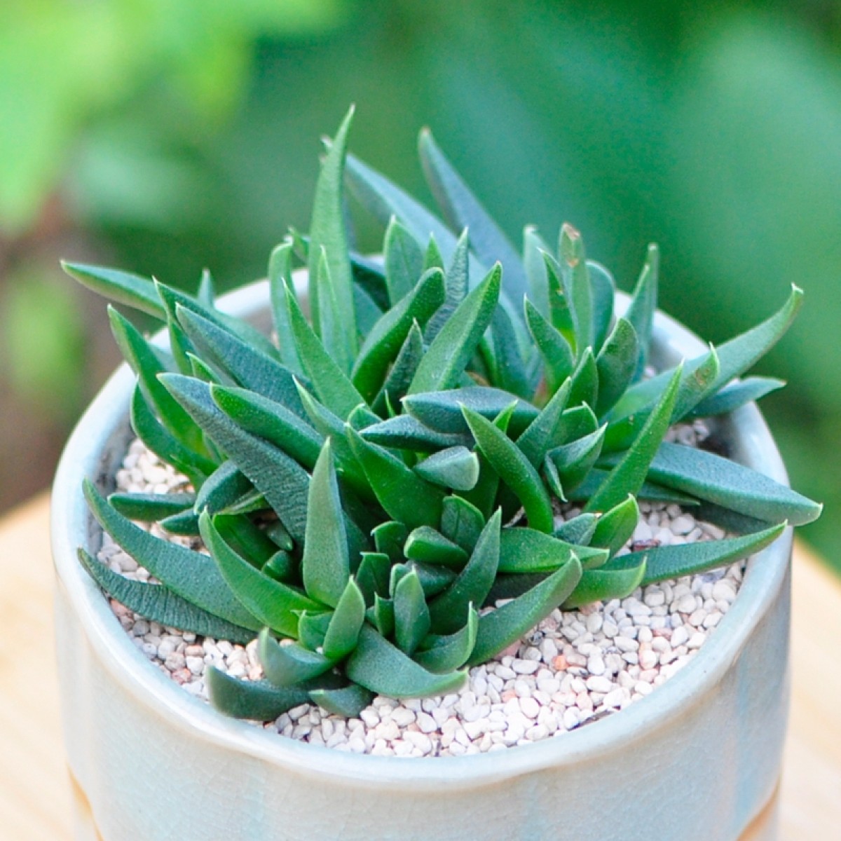 国产定一花木黄花照波多肉植物室内盆栽迷你绿植花卉桌面阳台小盆景